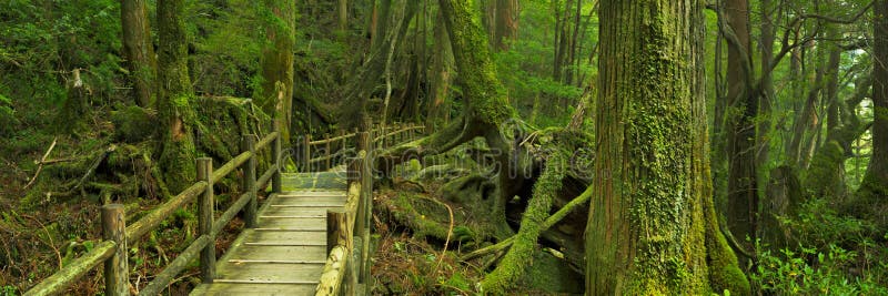 La strada attraverso esuberante foresta pluviale sul meridionale isola da (), Giappone.